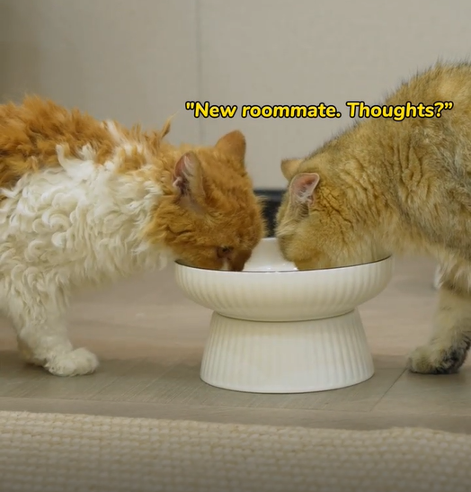 A Typical Mealtime with the Smart Feeder