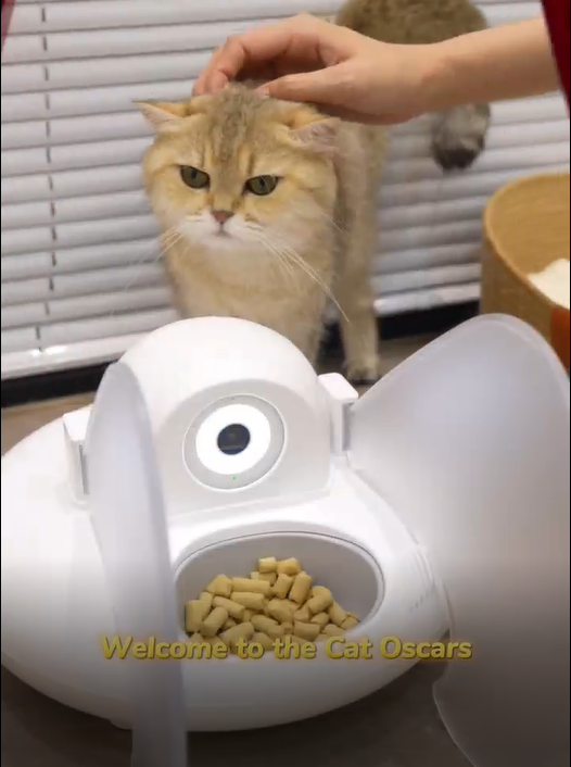 First Approach: Cat Meets the Feeder